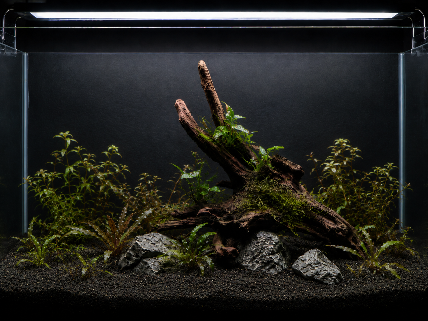 How Many Plants Do You Need for a 10-Gallon Tank?